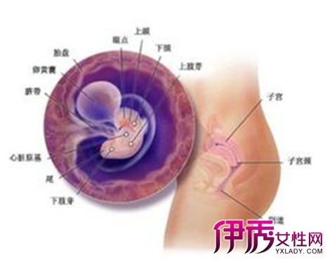 【两个月胚胎真实图片】【图】盘点两个月胚胎