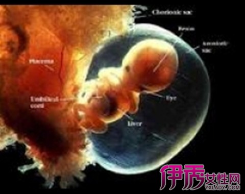 【孕早期胎芽每天长多少】【图】怀孕早期胎芽