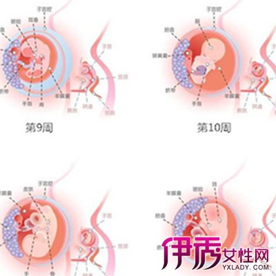 【三个多月胎儿发育情况】【图】三个多月胎儿