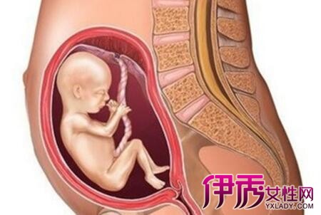 【怀孕十一周胎儿稳定了吗】【图】怀孕十一周