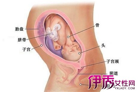 怀孕八个月胎儿图及胎儿发育情况知识总结