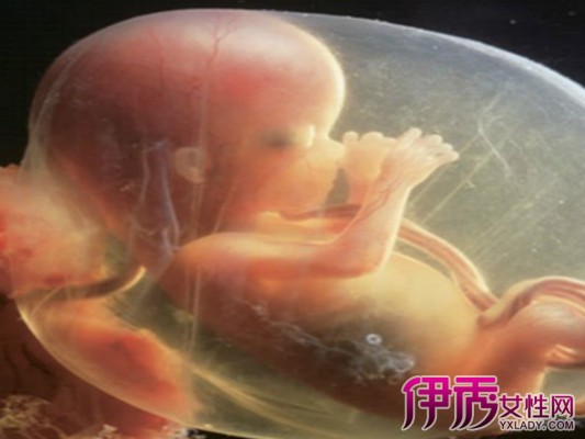 展示怀孕胎儿位置示意图 揭秘胎儿的成长过程