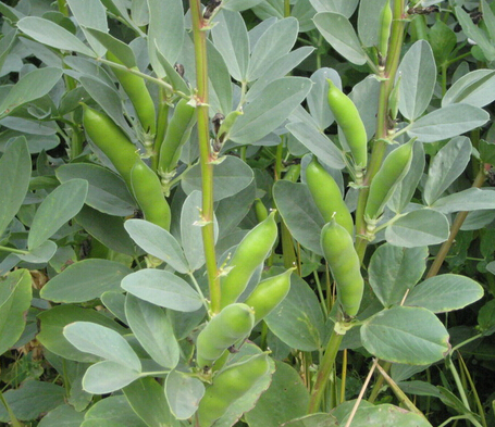 【图】蚕豆的功效与作用及食用方法 蚕豆病用
