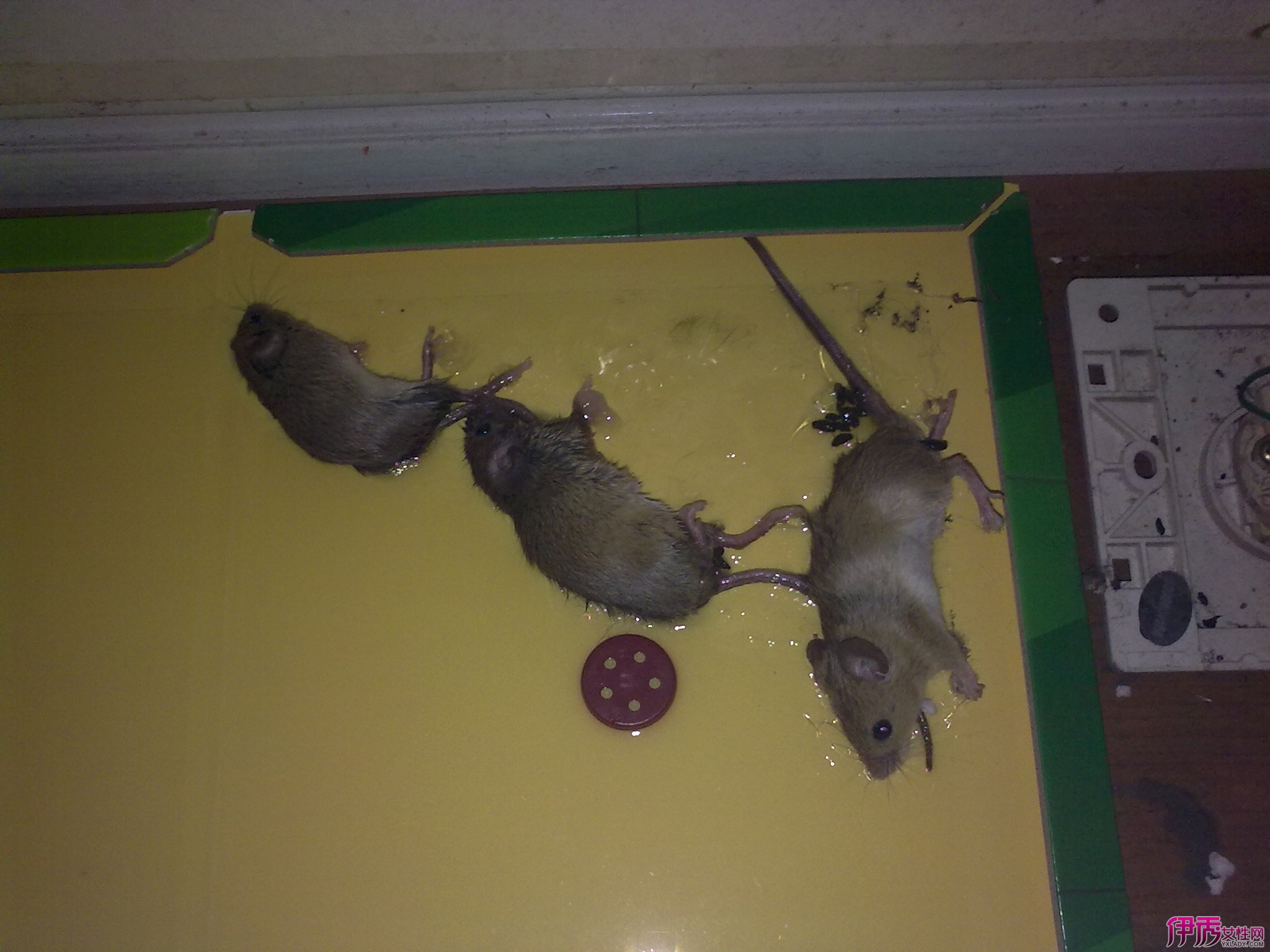 【图】家里有老鼠怎么办 灭鼠9大招 灭鼠注意