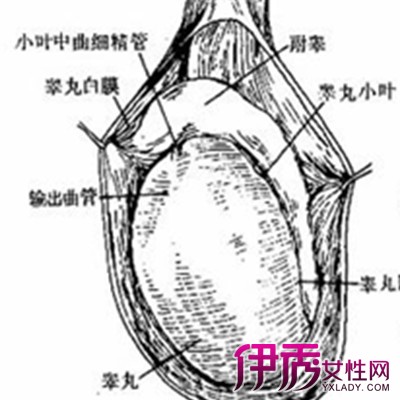 【图】盘点正常人的睾丸图片 揭秘睾丸的构造