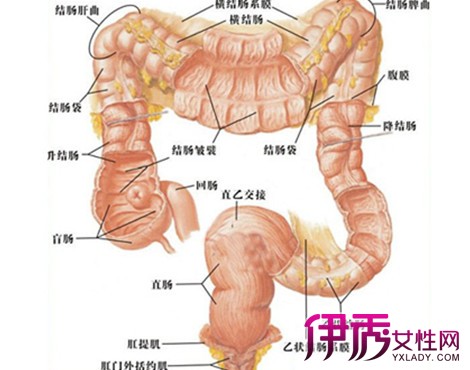 健康 正文 下组穿过盆膈肌经坐骨直肠窝内淋巴结向上达骼内淋巴结