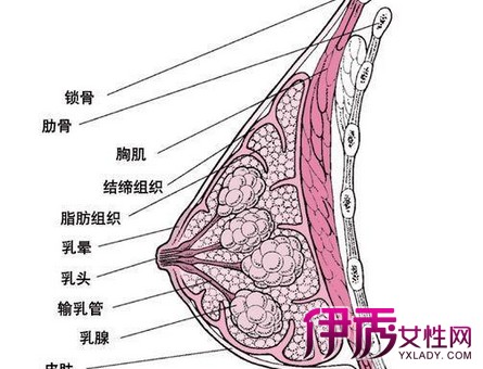 这时女孩乳房开始发育,先是乳头隆起,乳头下的乳房组织出现约豌豆到