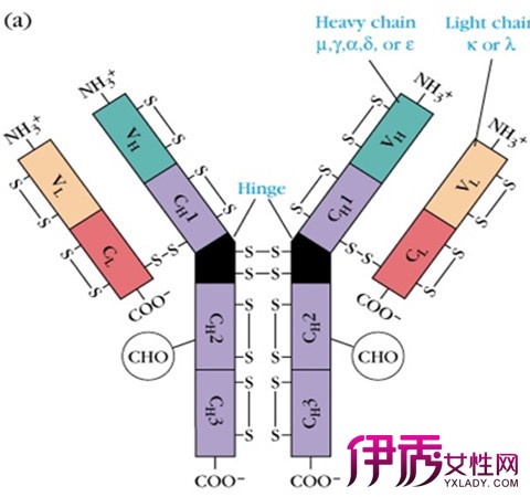 【免疫球蛋白的结构