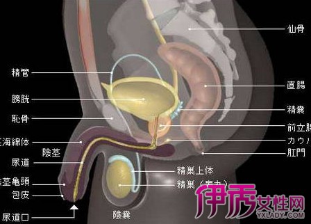 【图】前列腺分析图介绍 解读前列腺的秘密