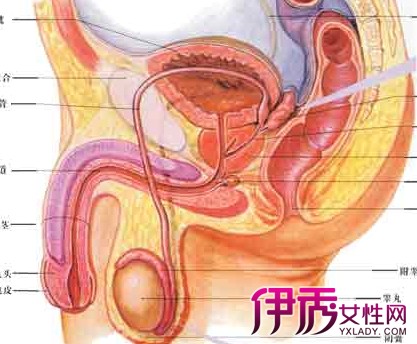 前列腺分析图介绍 解读前列腺的秘密