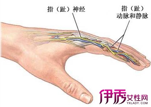 【图】手指血管图 带你认识手指静脉识别技术