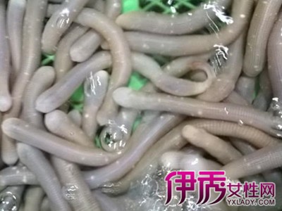 【沙虫的功效与作用】【图】沙虫的功效与作用