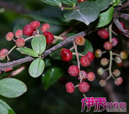 【马桑叶】【图】什么是马桑叶? 三大方面让你