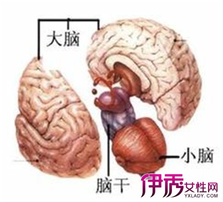 【图】脑干出血的前兆有什么? 5个症状告诉你发病的可能