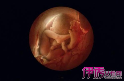 【胎心胎芽多久能看到】【图】受精卵发育胎心