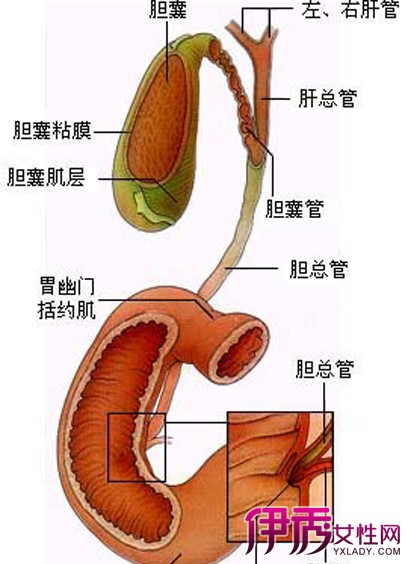 【图】胆管堵塞解密 教你几个诊断小技巧