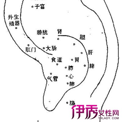 【图】耳朵藏着健康密码 耳部穴位图透露你身体不为人知的健康隐患