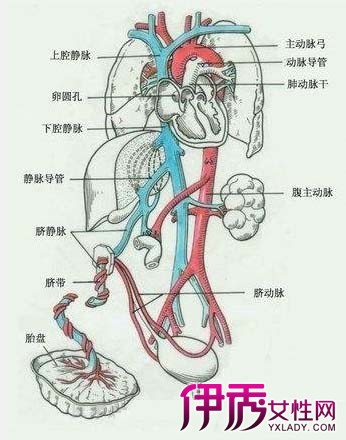 【肚脐右边是什么器官】【图】肚脐右边是什么