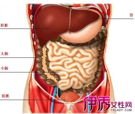 【肚脐右边是什么器官】【图】肚脐右边是什么