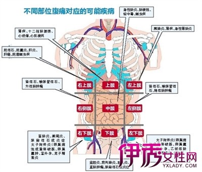 【图】肚子左边是什么器官 这些器官都有什么作用