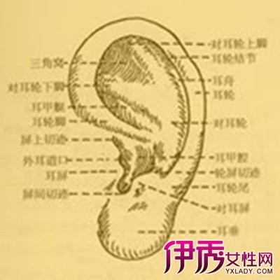 【图】耳朵穴位对应器官图新鲜出炉 耳穴按摩有哪两种方法