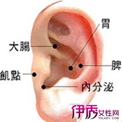 耳朵穴位对应器官图新鲜出炉 耳穴按摩有哪两种方法