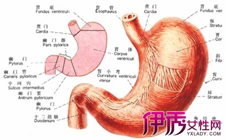 【图】胃窦糜烂的症状有哪些 4个明显的症状告诉大家