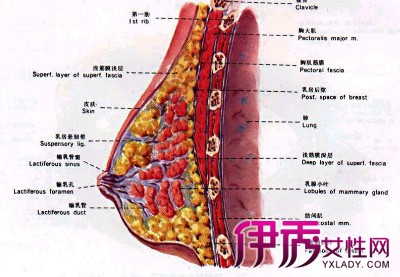 【乳房头痛怎么】【图】女人乳房头痛怎么办?