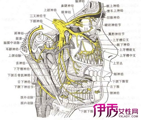 【图】面部神经分布图展示 揭示面部神经的两大临床意义