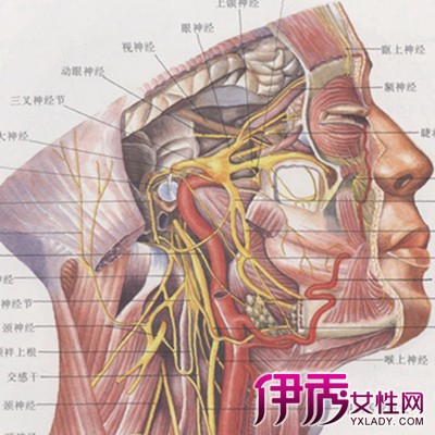 面部神经分布图展示 揭示面部神经的两大临床意义