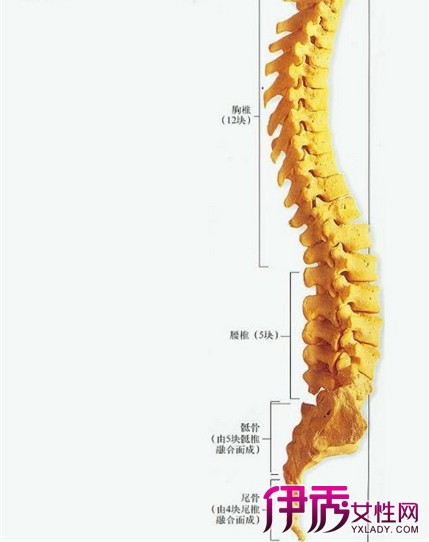 尾椎骨骨折怎么办 分析病情如何进行护理
