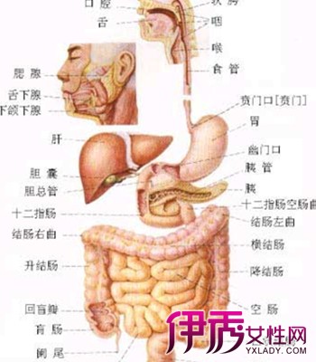 主要包括人体胸腔,腹腔和盆腔器官的分布:鼻,咽,喉,肝脏,胆囊,胃,肾