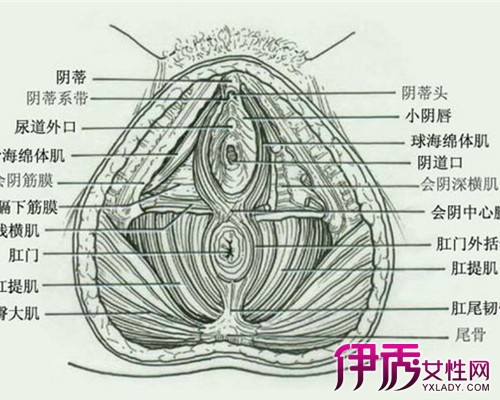 【女性左下腹部结构图】【图】女性左下腹部结