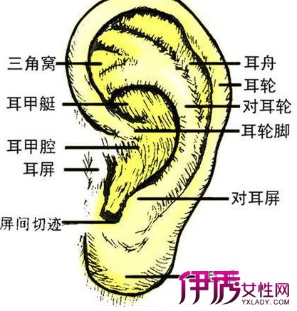 【图】人的耳垂大代表什么 中医从刘备的耳朵解说起