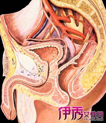 直肠形状是怎样的 直肠损伤有哪些症状