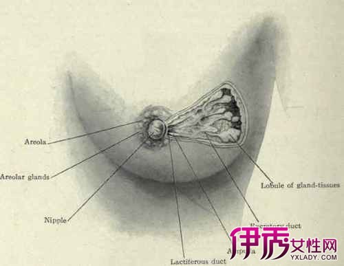 【乳晕上面有疙瘩是正常的吗】【图】乳晕上面