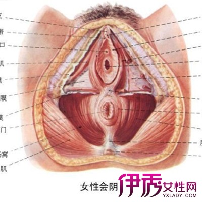 【女性生殖系统结构模式图】【图】展示女性生殖系统结构模式图 了解每个结构的功能_伊秀健康|yxlady.com