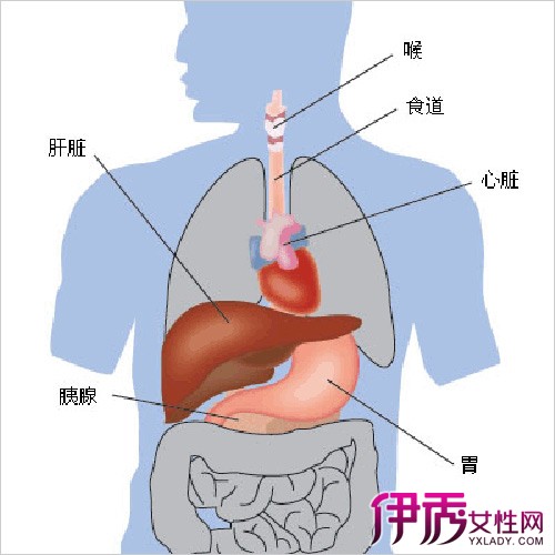 【图】胰腺在哪个部位 11点预防措施有效预防胰腺癌