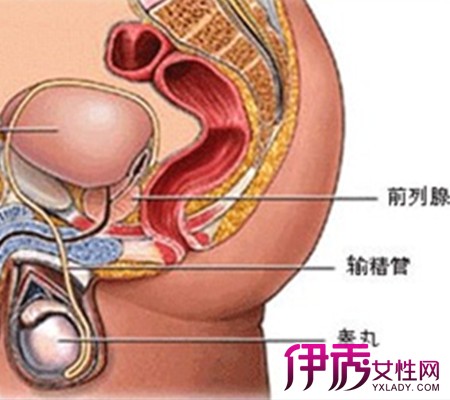 前列腺图片 十大注意事项预防前列腺癌