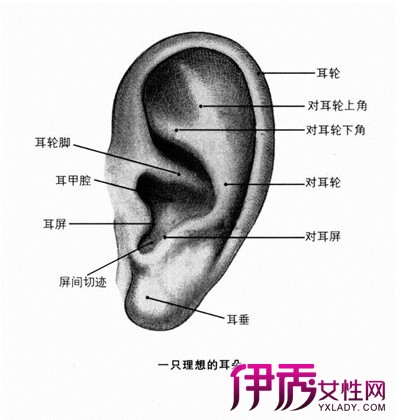 【图】详解耳朵结构图 耳朵部分结构的功能你了解吗