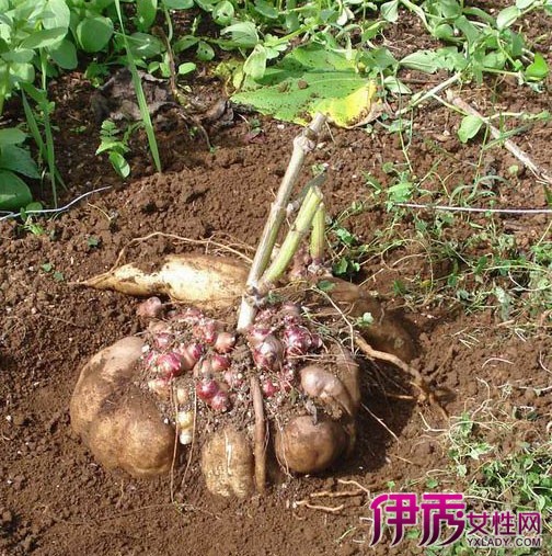 天山雪莲果种植技术