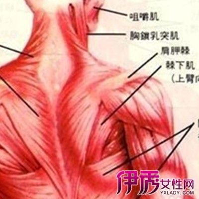 【图】揭秘右肩膀疼痛是什么原因 4个引起右肩膀疼痛的原因介绍