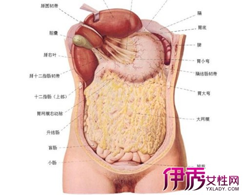 【内脏器官分布图】【图】人体内脏器官分布图