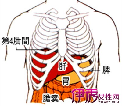 【图】肝脏在哪里呢 小编给你详细介绍肝脏的具体位置