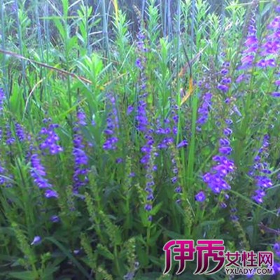 1,半枝莲 (四方马兰,并头草,狭叶韩信草)药物:为植物唇形科半枝莲