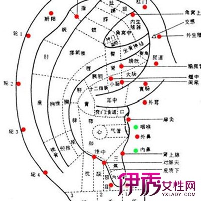 神奇的胃经络图欣赏 人体针灸和按摩的基础