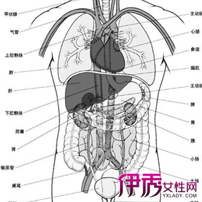 【图】人的五脏六腑分布图曝光 五脏六腑生理功能揭晓