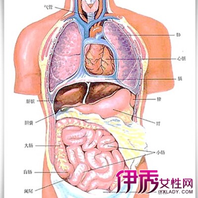 人体肝脏位置图展示 保持我们身体的正常运转的重要机体