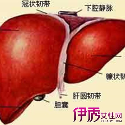 【人体肝脏位置图】【图】人体肝脏位置图展示
