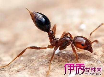 【图】蚂蚁咬人后症状图片 6招让你轻松应对叮咬